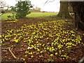 Winter aconites, Cross End