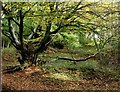 SO8913 : Cranham Woods by Roger May