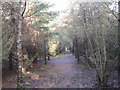 Footpath through Birneys Plantation