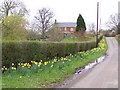 Roadside daffodils in Black Lane, Lover