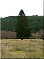 Tree in a field