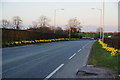 Daffodils by Bury and Bolton Road