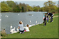 Feeding the swans, Harrow Lodge Park