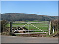 Field gate north of Mitcheldean