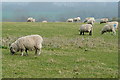 Sheep at Durrington