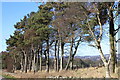 Scots pine beside road