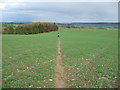 Footpath across the field