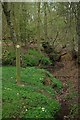 TL8827 : Woodland Stream by Glyn Baker