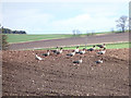 Greylag geese feeding near Cadboll