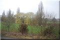 Weeping Willows by the River Ouse