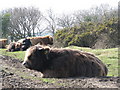 Highland cattle by the roadside