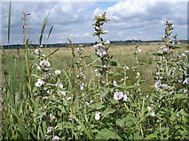 TQ6209 : Marsh Mallow - Althaea officinalis by Ian Cunliffe