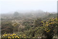 Heathland on Polcrebo Downs