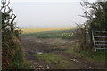 Field gate and daffodil field near Trevethan Farm