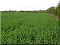 Field of crops near Barford.