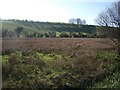 Sydling Valley: water meadows