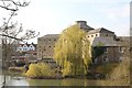 Willow by the gaol