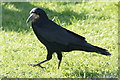 Rook (Corvus frugilegus), Stanley