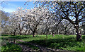 Cherry Orchard, Harwell