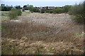 Reed beds near Doxey