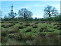 Boggy land on Greenoaks Farm, Mobberley