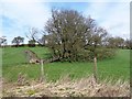 Fallen tree, near Cockle Edge