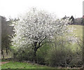 Blackthorn tree