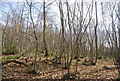 Coppiced trees, Church Wood