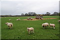 Sheep and lambs near Derrington