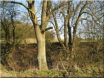 SP1762 : Ditch and bank near Cutler's Farm by Robin Stott