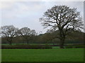 Farmland near Erddig