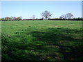 Farmland, Old Hall Farm