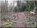 Woodland clearance, Highbury Park