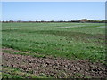 Farmland off Southfield Lane