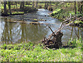 River Dove;  the weir pool and weir at Keldholme