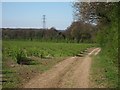 Fruit Orchard