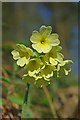 Oxlip