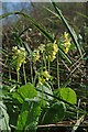 True Oxlip