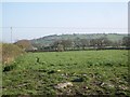 Yetminster: pasture land looking towards Knighton Hill