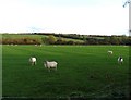 Field by Welby Road