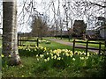 Daffodils at Cadhay