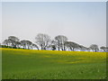 Field at Trenowth