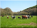 Cattle in pasture at Trenowth Mill