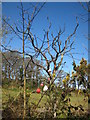 Dead tree beside the lay-by at Trevolland