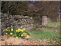 NU1310 : Daffodils by a gateway by David Clark