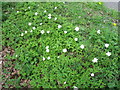 Wild Anemone flowers, Winsor Lane