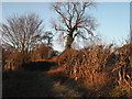 Sunlit lane near Sicklinghall