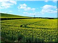 Oilseed rape near Figheldean