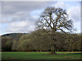 SN8040 : Old oak tree near Cynghordy Station, Carmarthenshire by Roger  D Kidd
