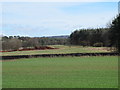 Farmland and plantation near Wallish Walls (2)